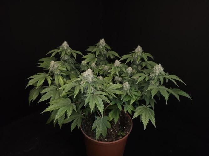 Skunk. Week 15