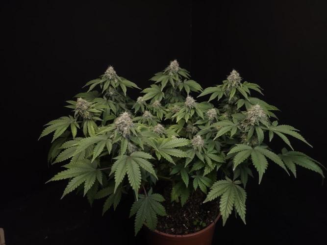 Skunk. Week 15