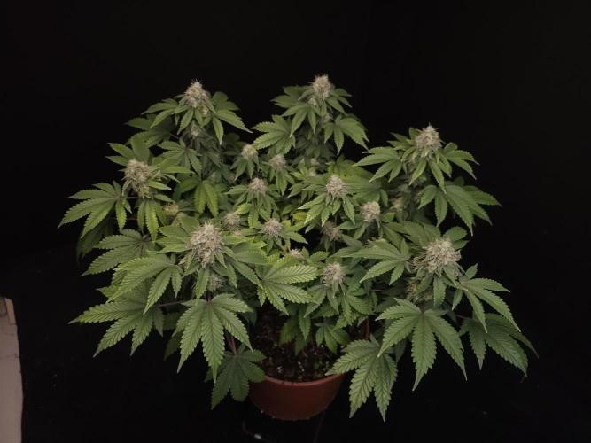 Skunk. Week 15