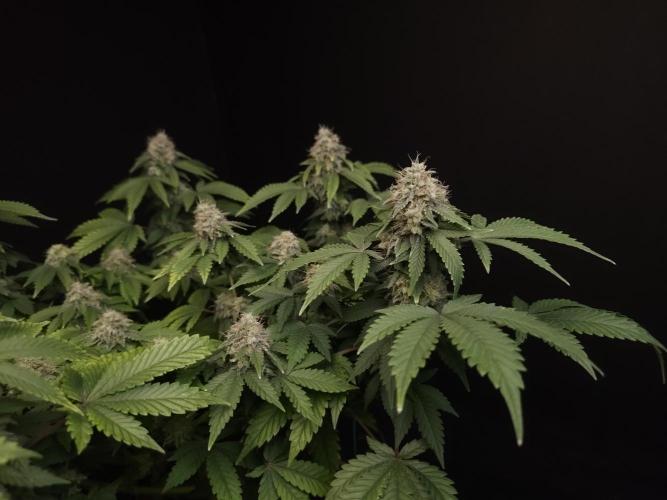 Skunk. Week 15