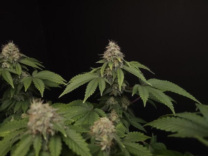 Skunk. Week 15