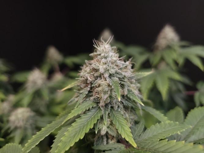 Skunk. Week 15