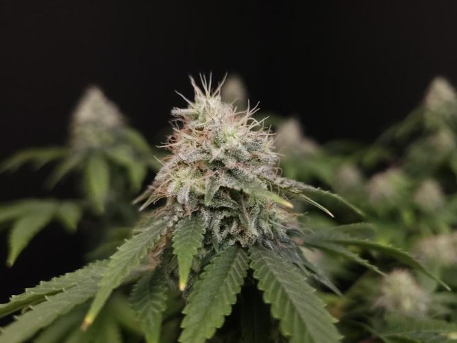Skunk. Week 15