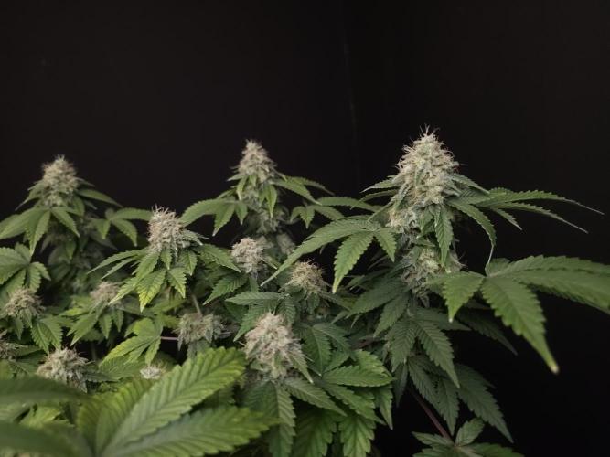 Skunk. Week 15