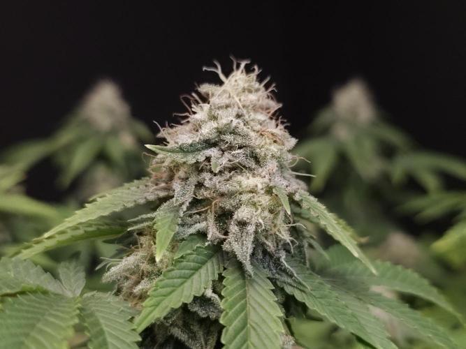 Skunk. Week 15