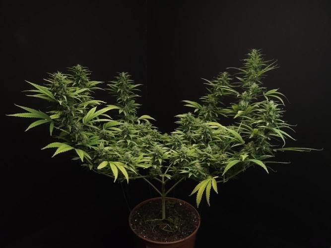 Power plant. Week 15