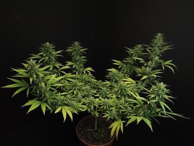 Power plant. Week 15