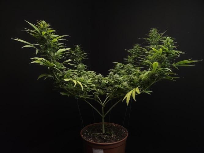 Power plant. Week 15