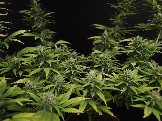 Power plant. Week 15