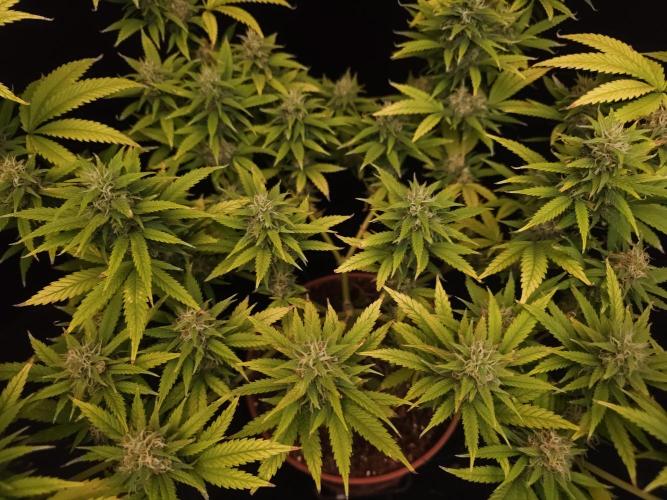 Power plant. Week 15