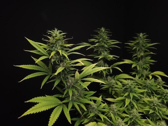 Power plant. Week 15