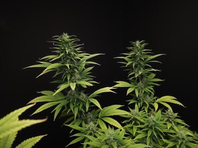 Power plant. Week 15