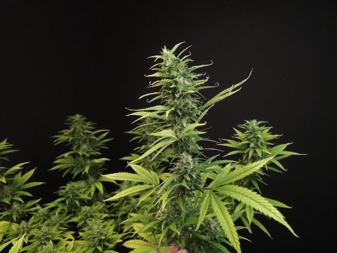 Power plant. Week 15