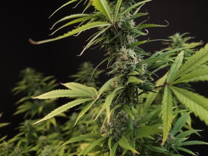 Power plant. Week 15