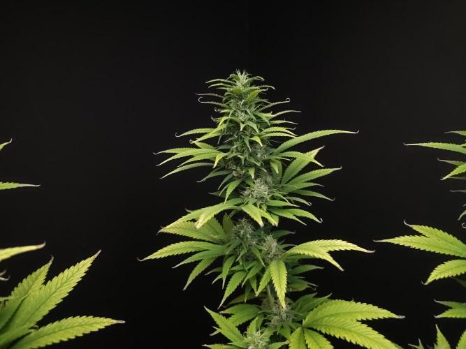 Power plant. Week 15