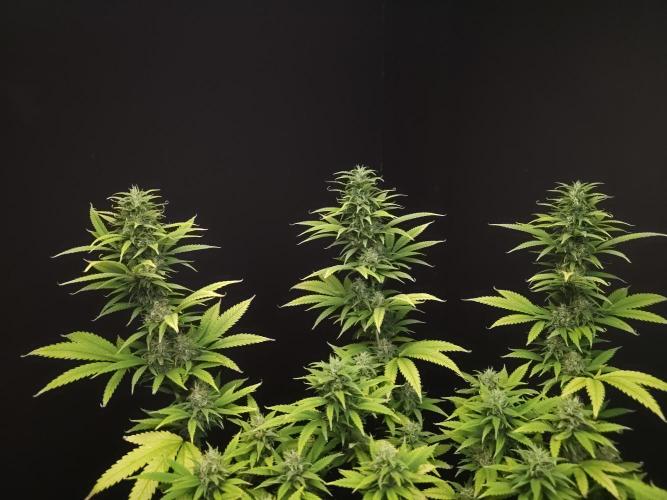 Power Plant. Week 15