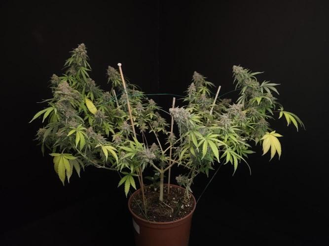 Zkittlez. Week 15
