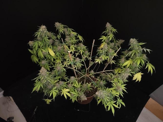 Zkittlez. Week 15