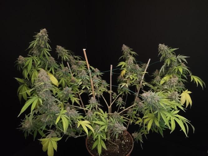 Zkittlez. Week 15