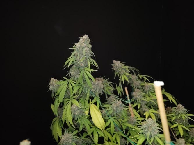 Zkittlez. Week 15