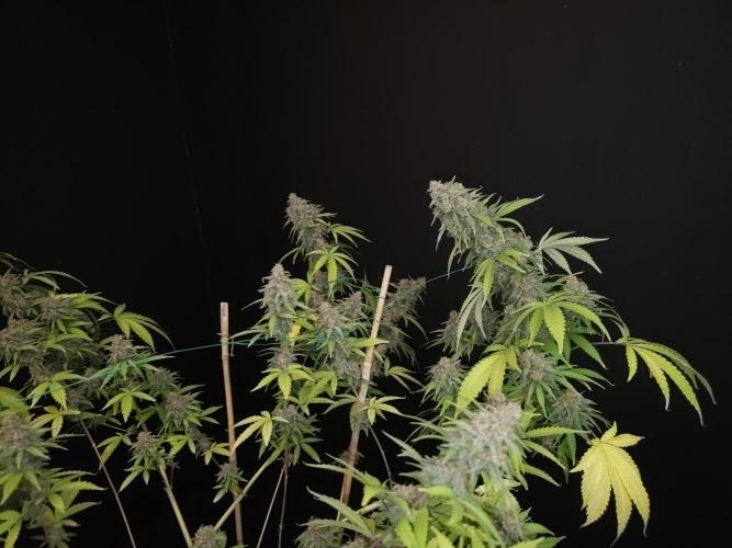 Zkittlez. Week 15