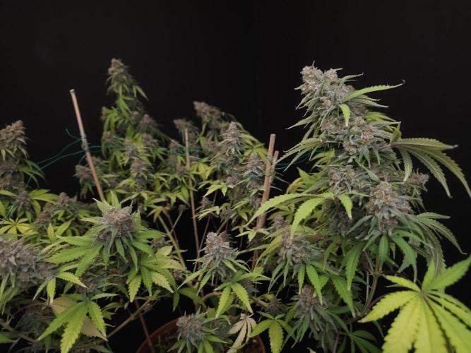 Zkittlez. Week 15