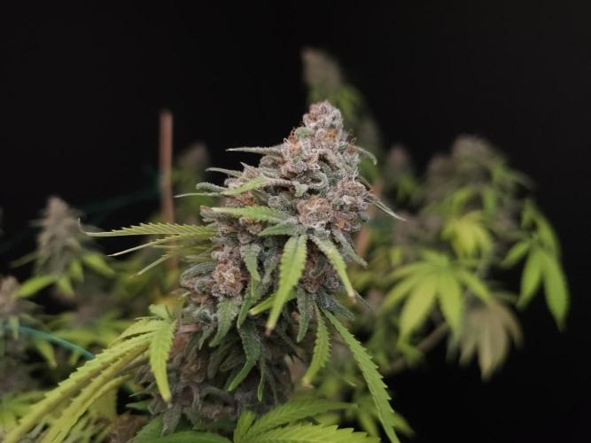 Zkittlez. Week 15