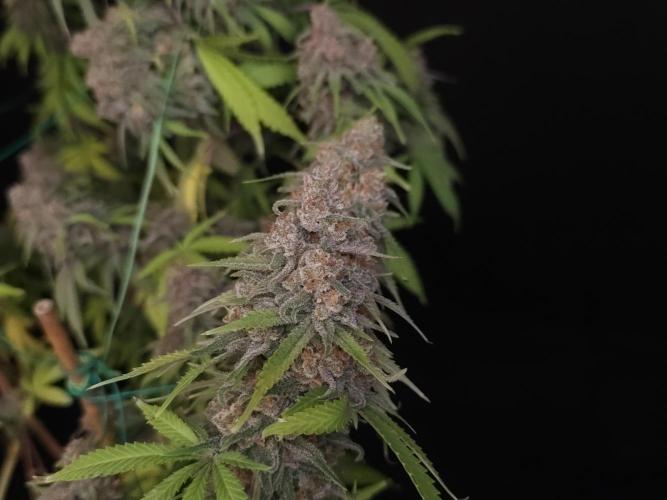 Zkittlez. Week 15