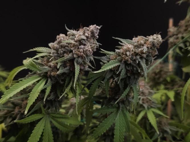 Zkittlez. Week 15