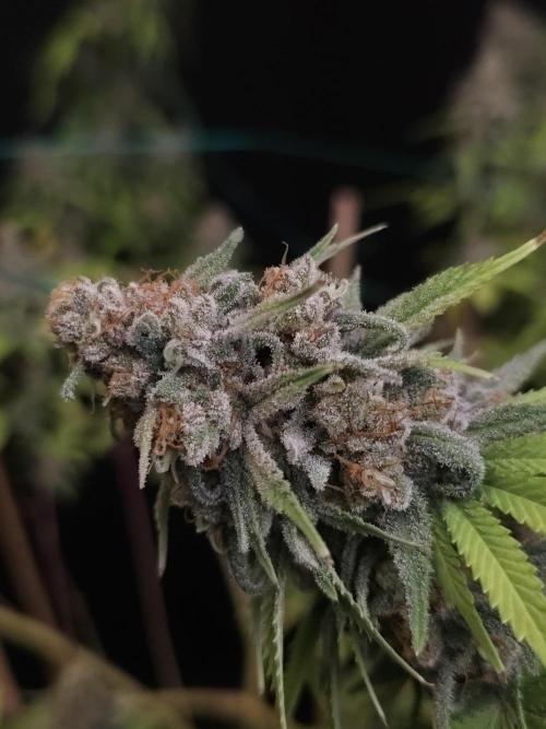 Zkittlez. Week 15