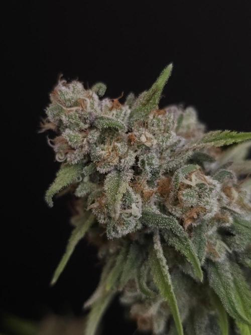 Zkittlez. Week 15