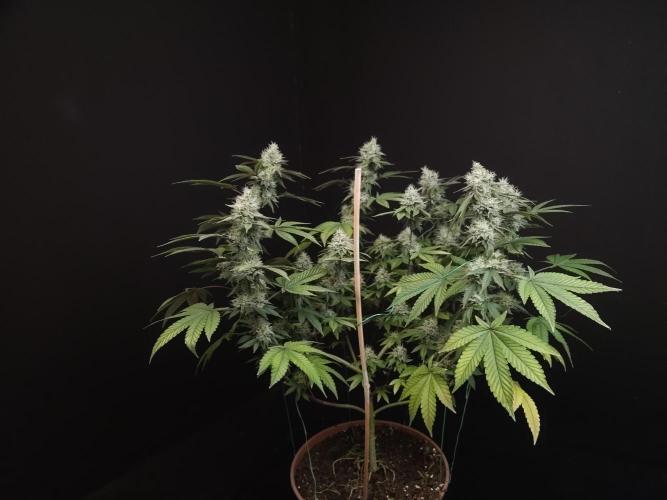 Girl Scoute Cookies. Week 15
