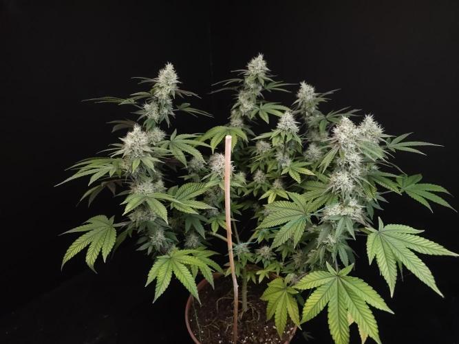 Girl Scoute Cookies. Week 15