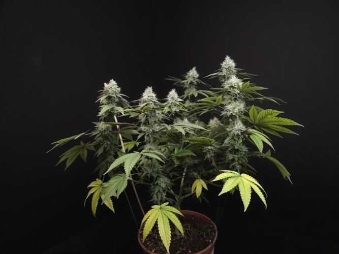 Girl Scoute Cookies. Week 15