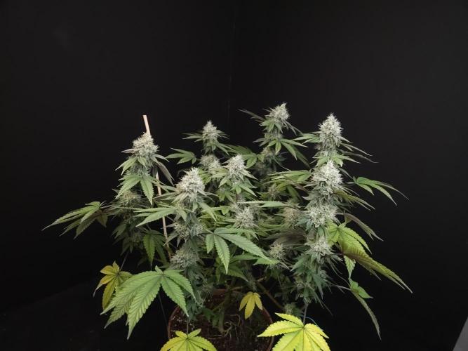 Girl Scoute Cookies. Week 15