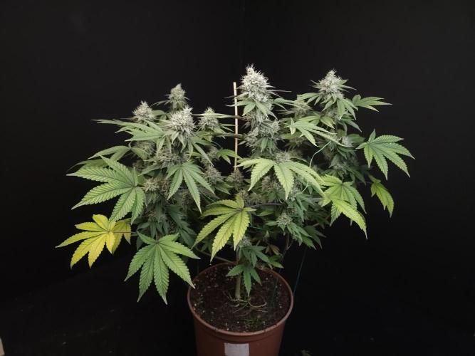 Girl Scoute Cookies. Week 15