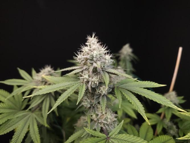 Girl Scoute Cookies. Week 15