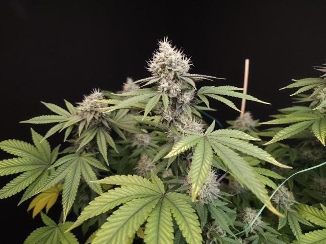 Girl Scoute Cookies. Week 15