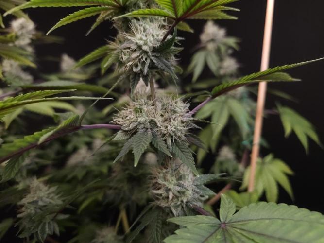Girl Scoute Cookies. Week 15