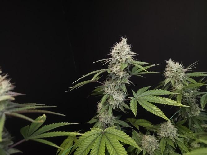 Girl Scoute Cookies. Week 15