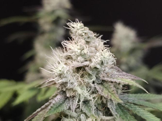 Girl Scoute Cookies. Week 15