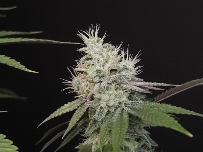 Girls Scout Cookies. Week 15