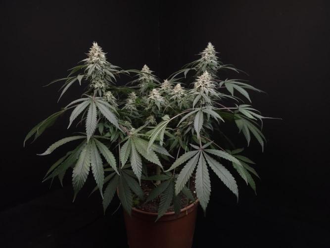 White Widow. Week 15