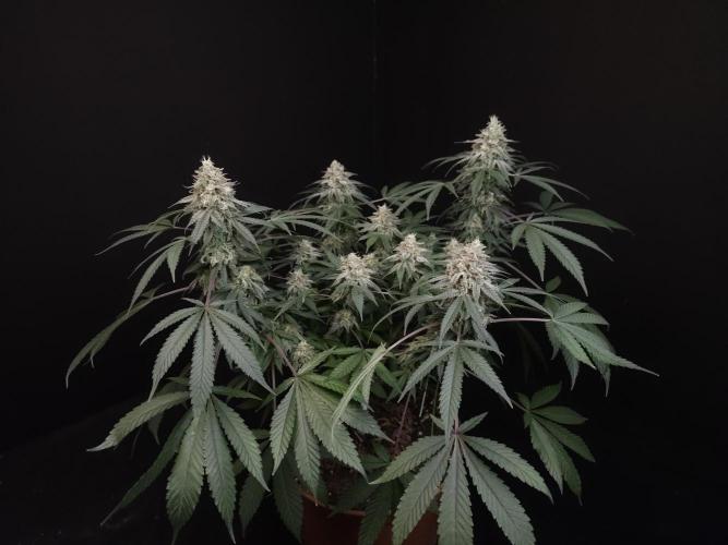 White Widow. Week 15