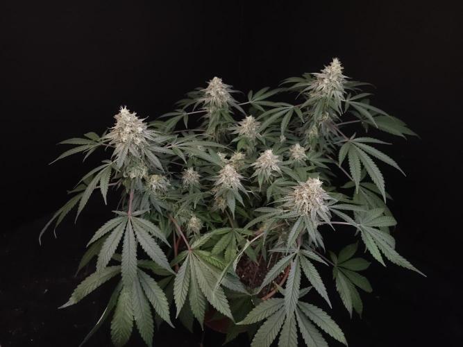 White Widow. Week 15