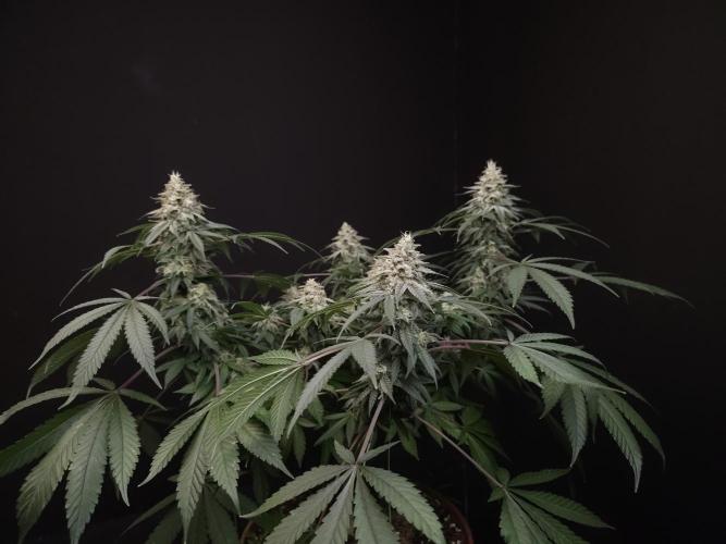 White Widow. Week 15