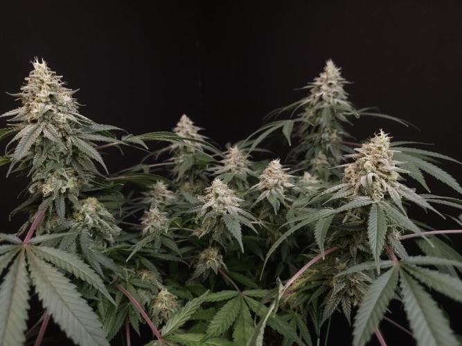 White Widow. Week 15