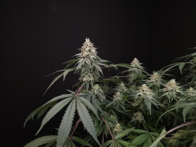 White Widow. Week 15