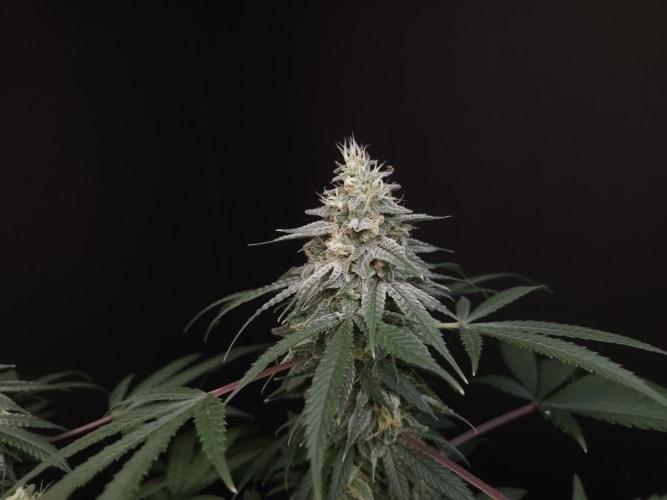 White Widow. Week 15