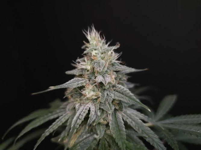 White Widow. Week 15